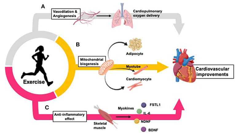 how does cardiorespiratory endurance affect physical fitness