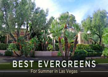 las vegas plant zone